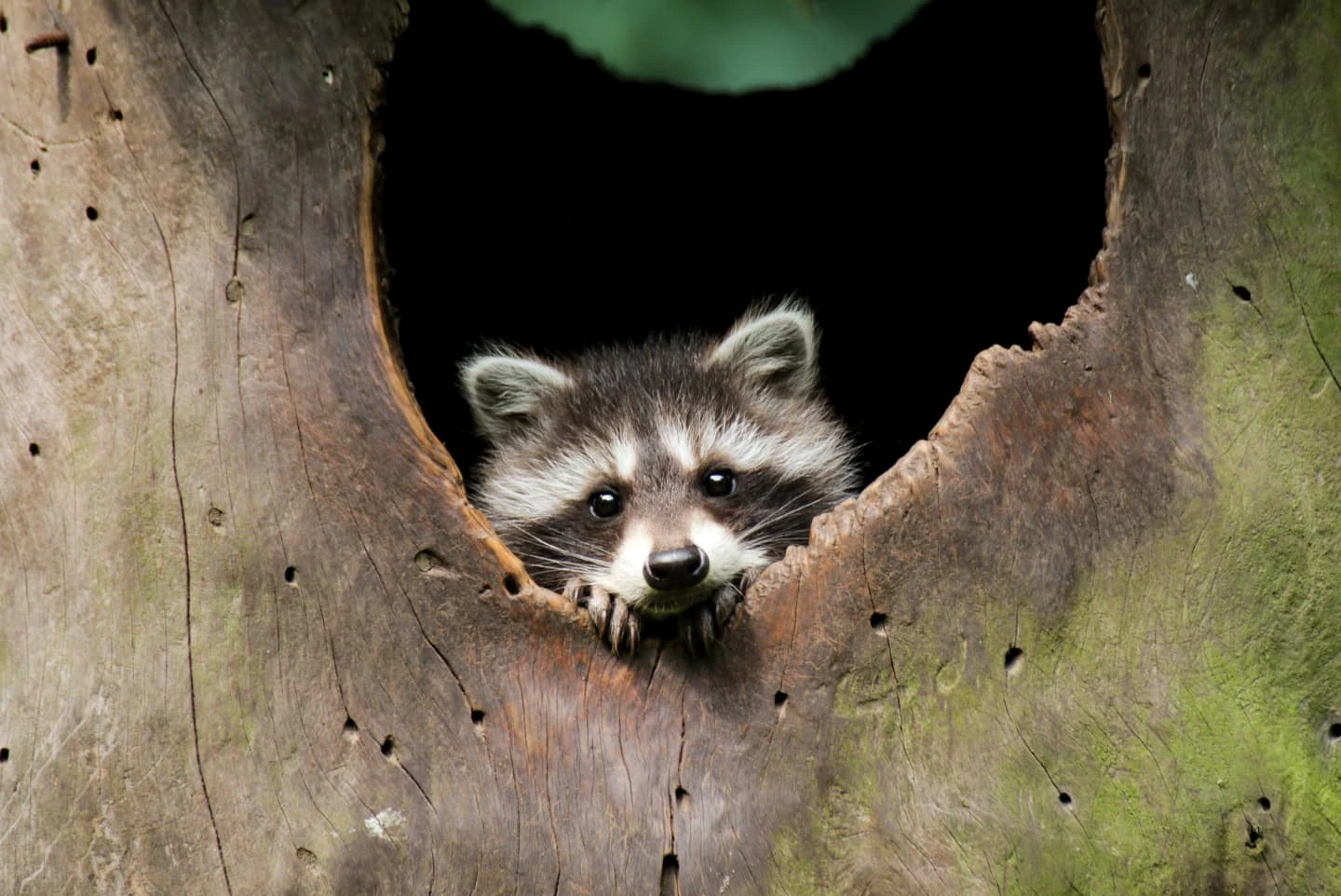 Waschbär