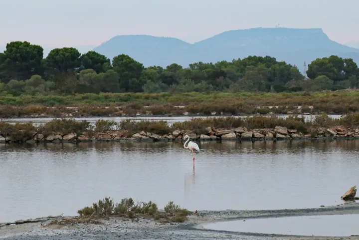 Flamingo