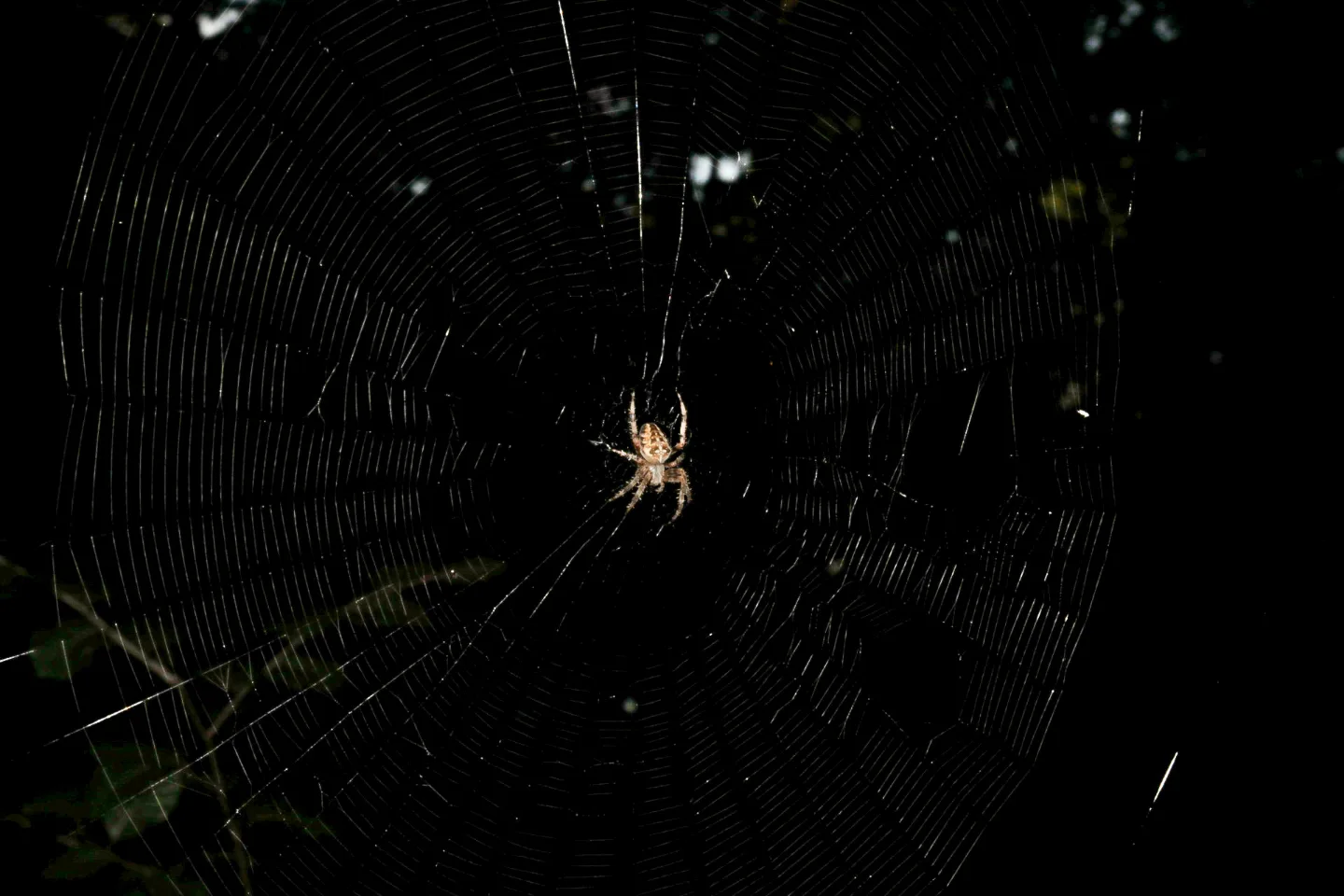 Spinne – Einbeck, Germany