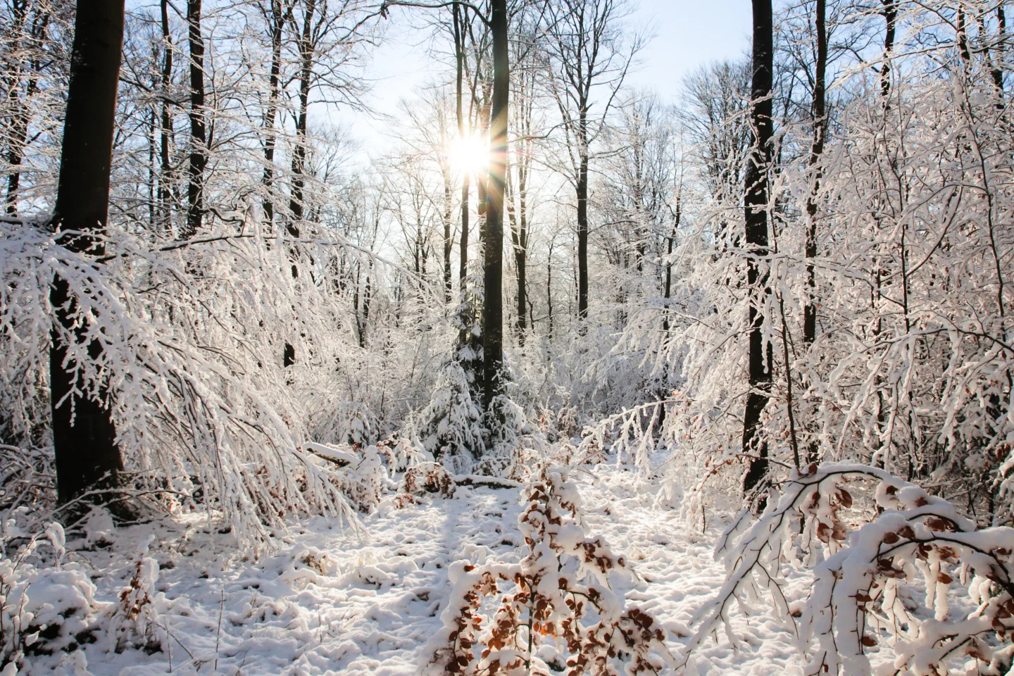 Solling-Vogler Nature Park