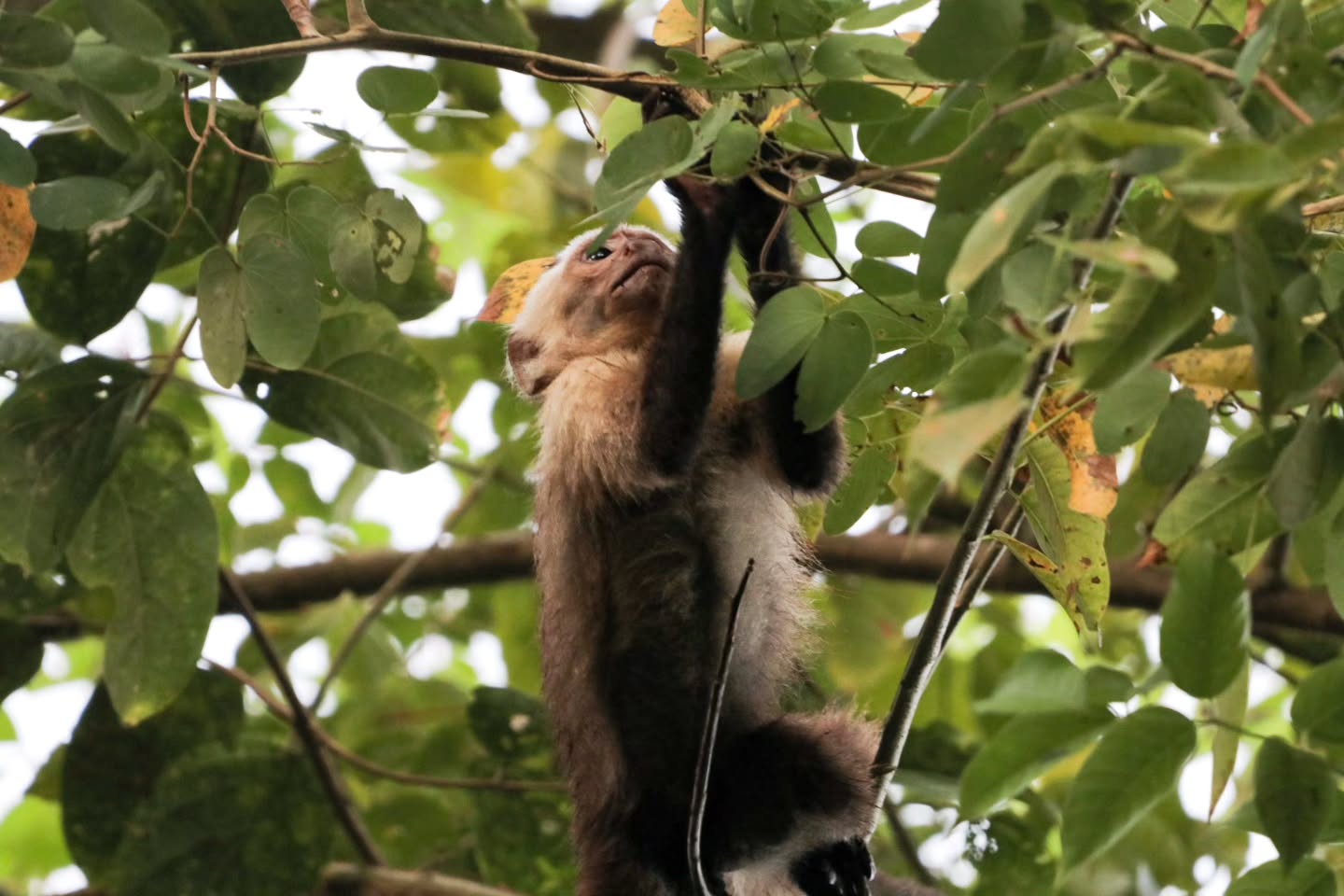 Freche kleine Kapuzineräffchen 🐒🌿