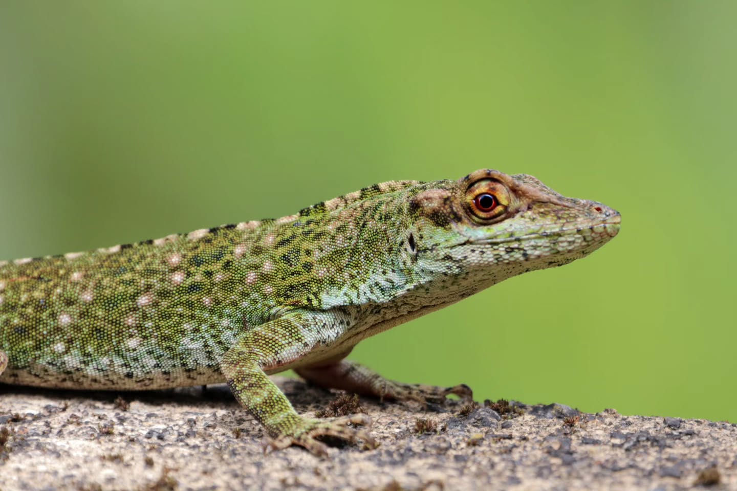 🦎🦎🦎 Valle del Cauca, Colombia