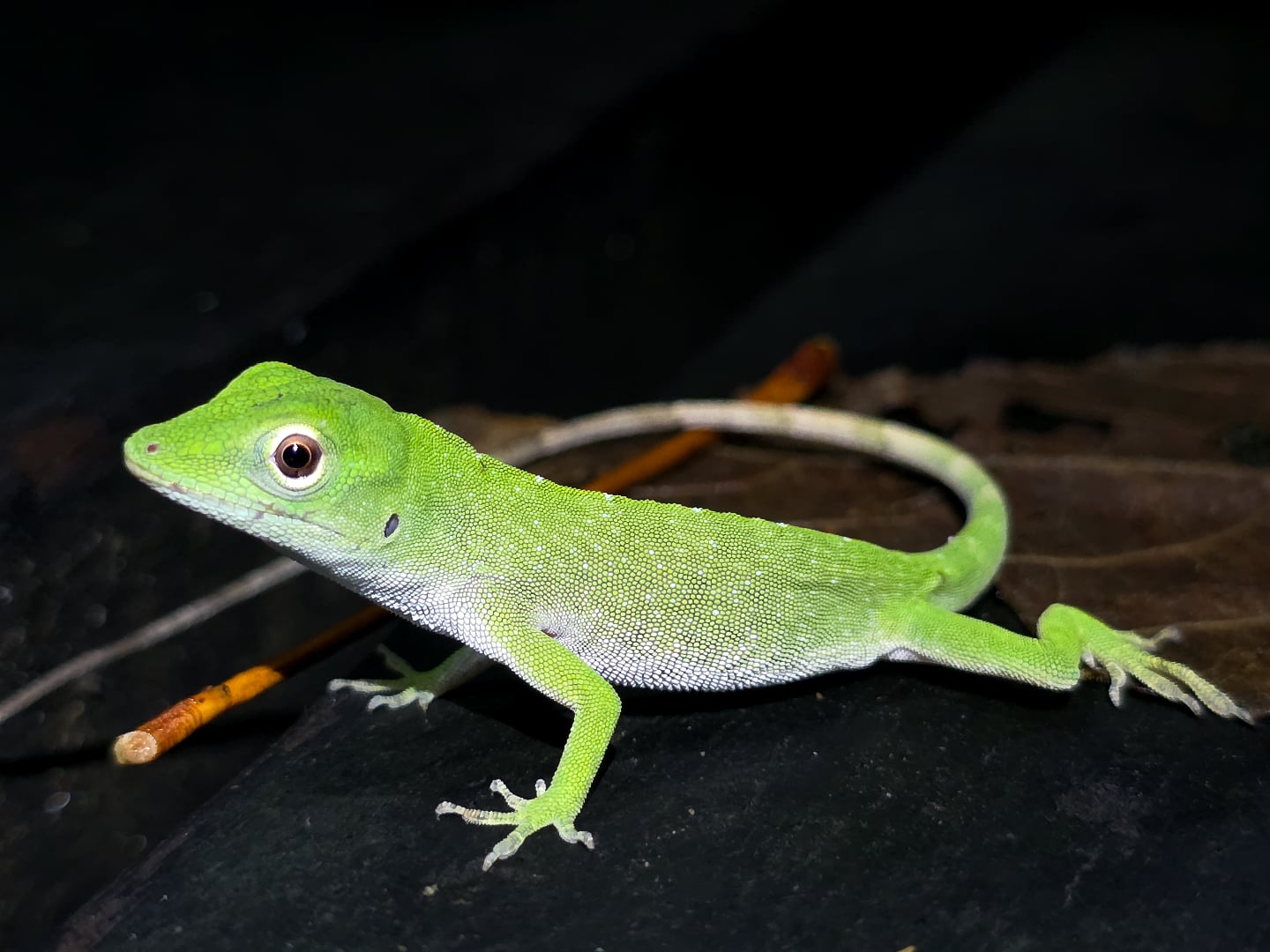 🦎 Tayrona Natural Park