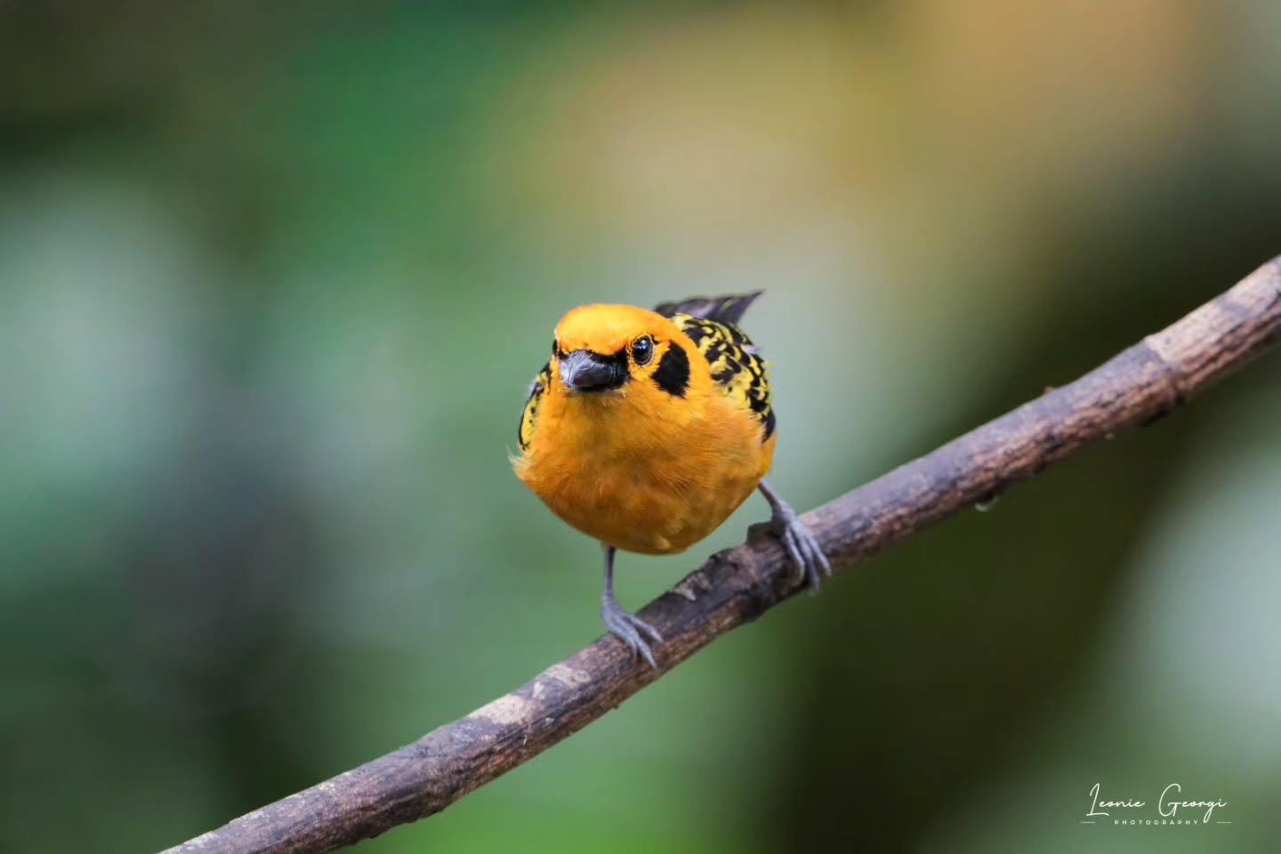 🐦Goldtangar (Tangara arthus)