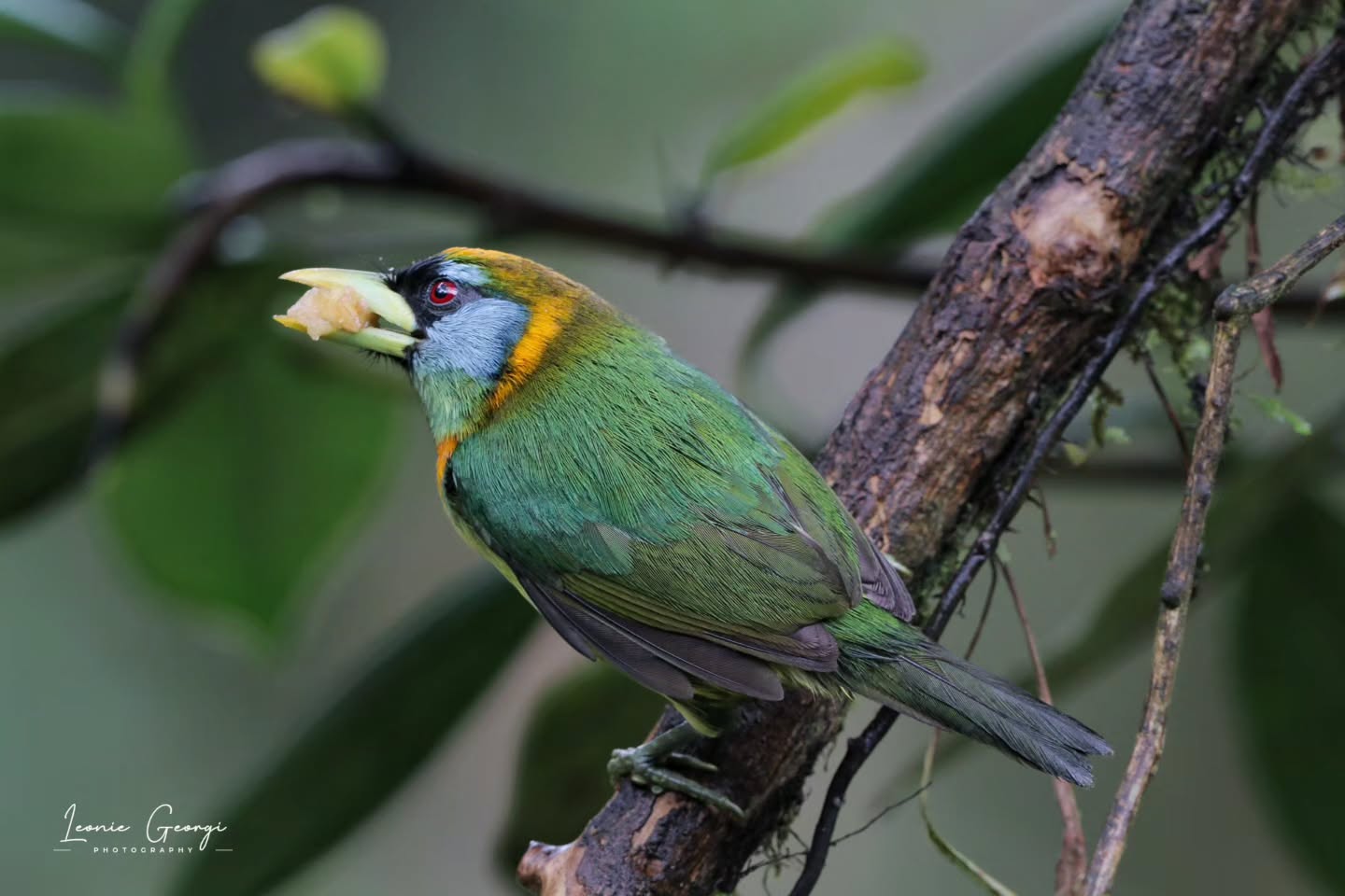 🦜Anden-Bartvogel – Weibchen