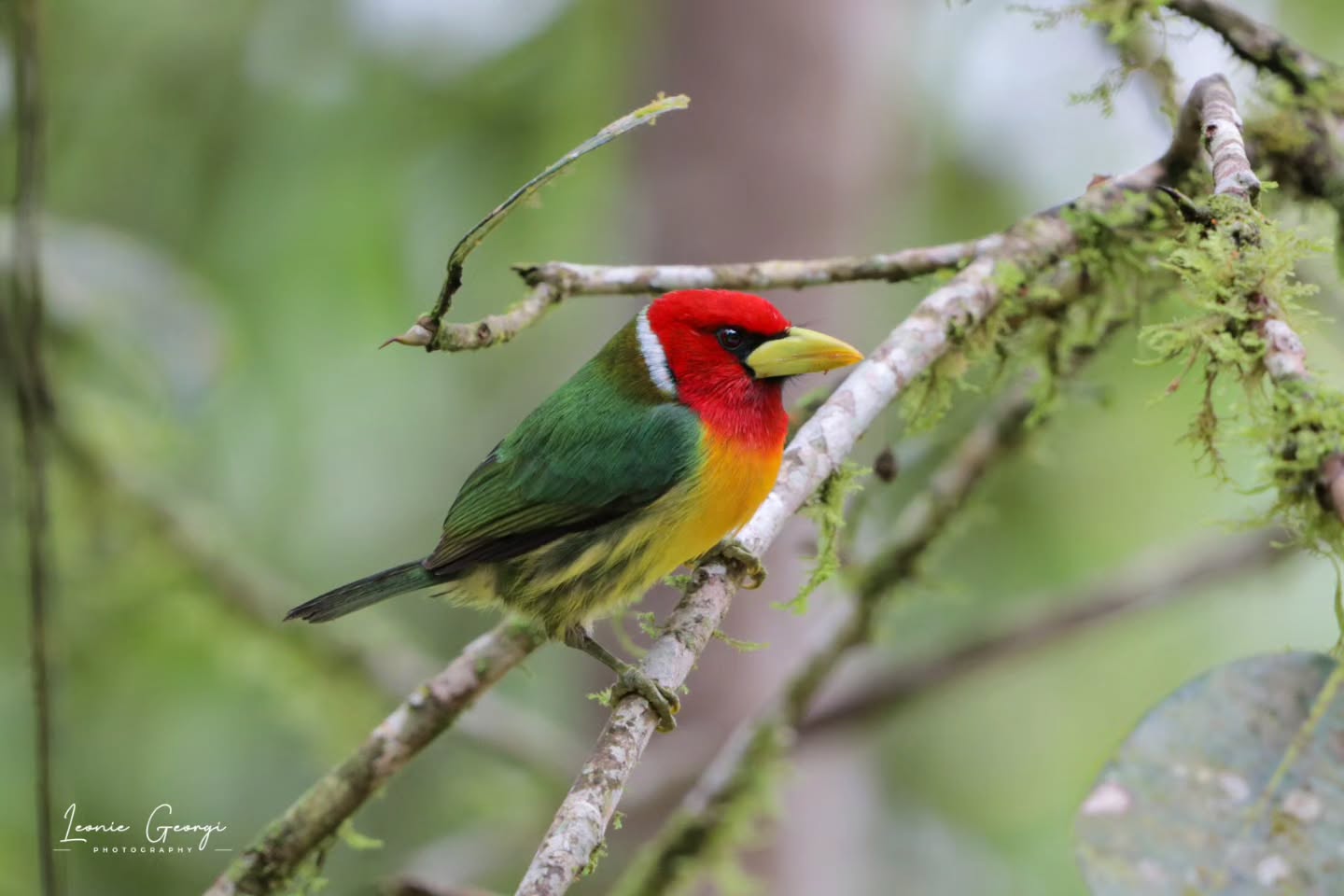 🦜Anden-Bartvogel – Männchen