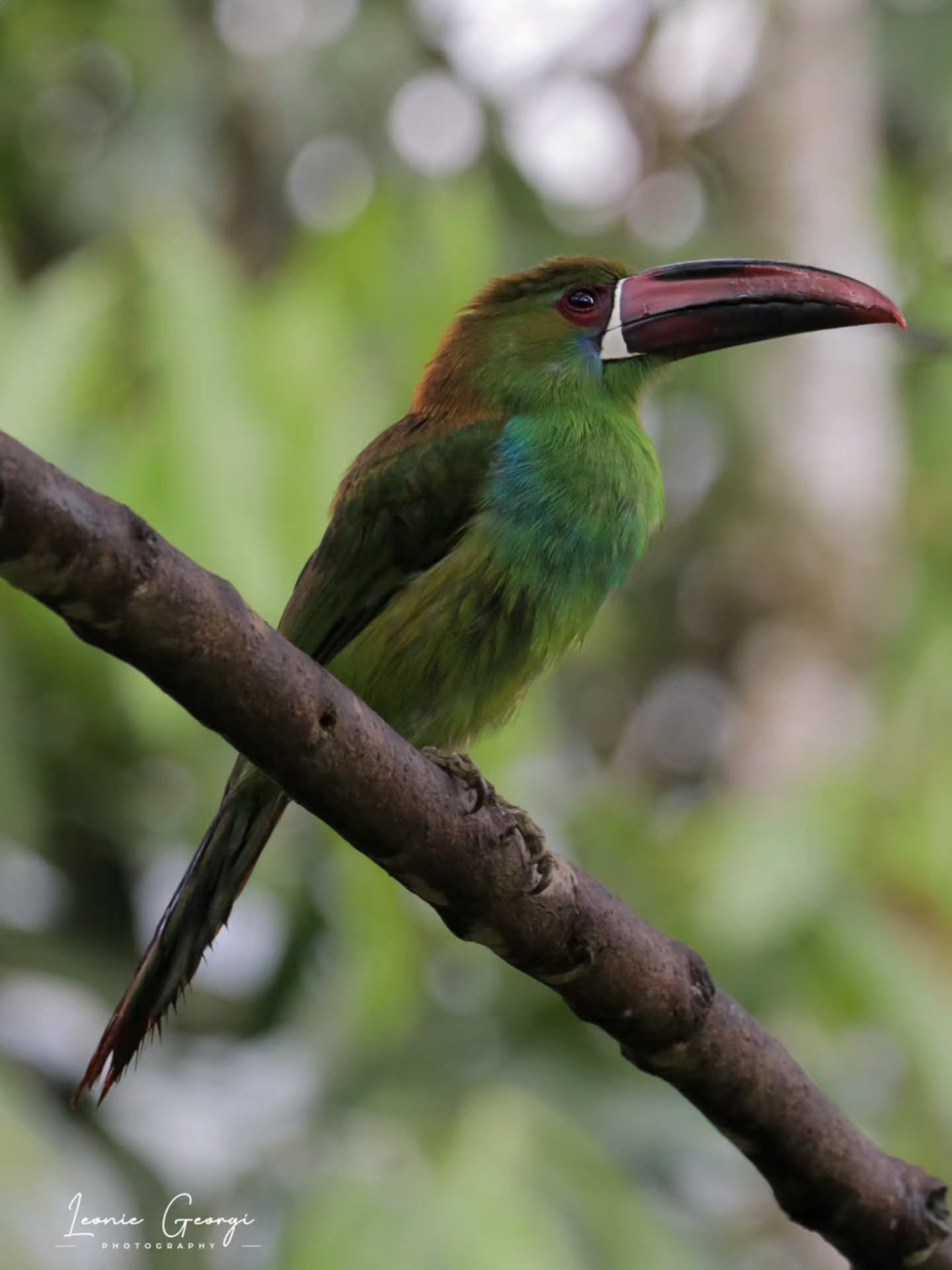 🦜 Blutbürzelarassari 